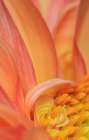 USA, Indiana, Carmel. Close-up of dahlia flower. Art Print